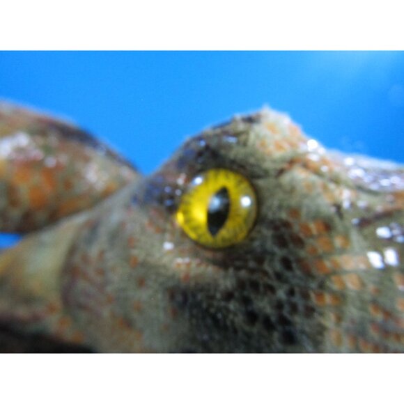 HARRY POTTER Universal Studio WIZARDING WORLD Plush Stuffed NAGINI Snake HORCRUX - Picture 2 of 9